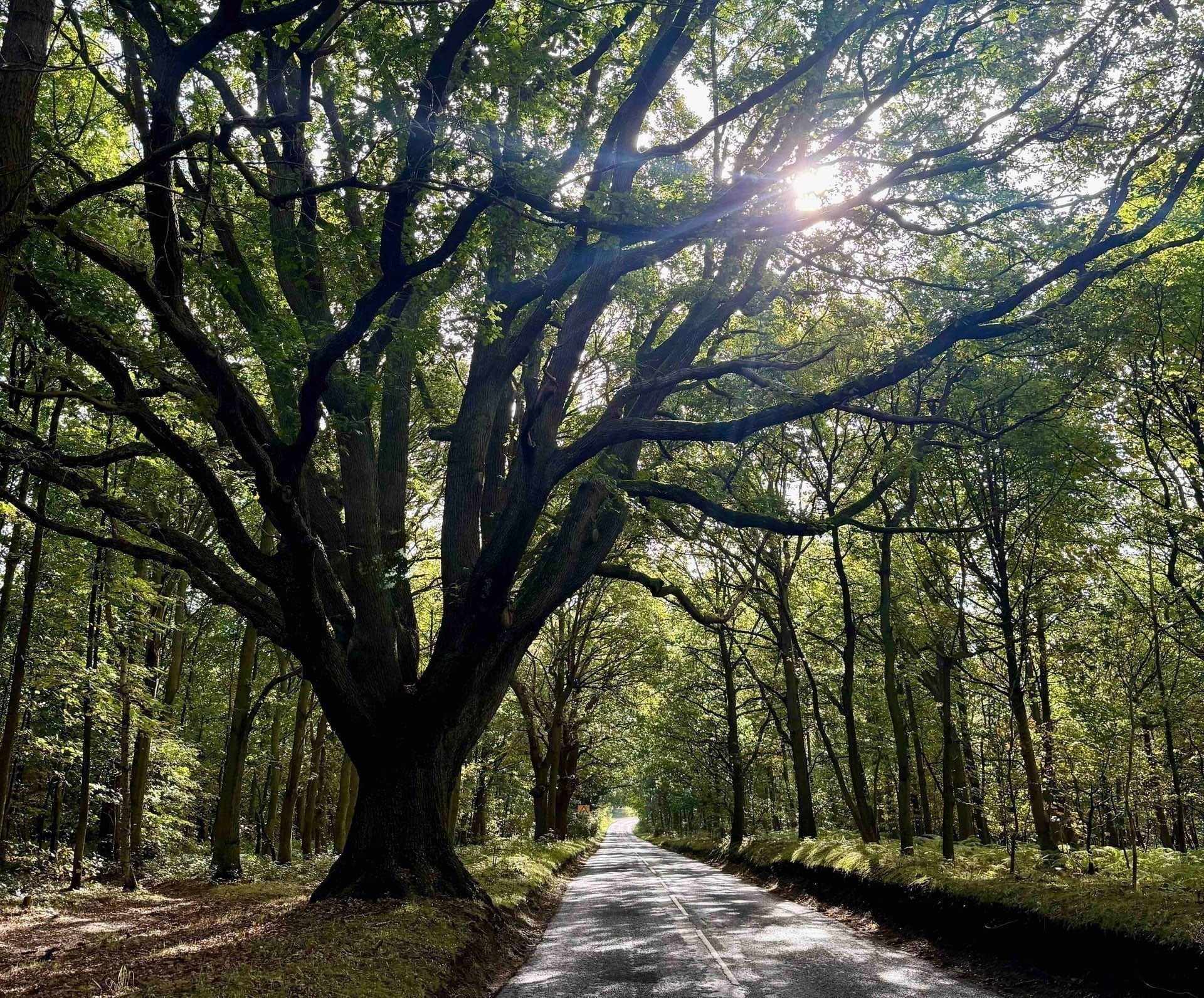 A majestic tree beside a country road, bathed in warm sunlight — British countryside craftsmanship